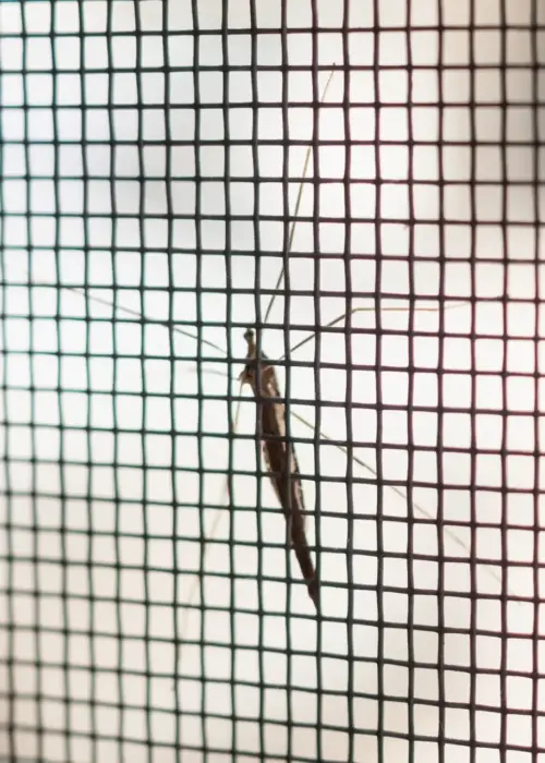mosquito net wire screen house window protection against insect ergebnis